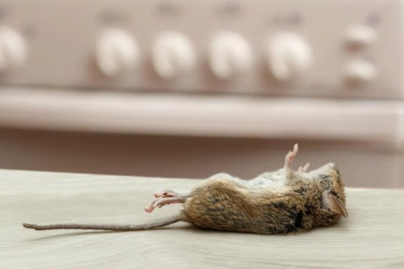 Dead Mouse Dilemma: Can the Smell Make You Sick?